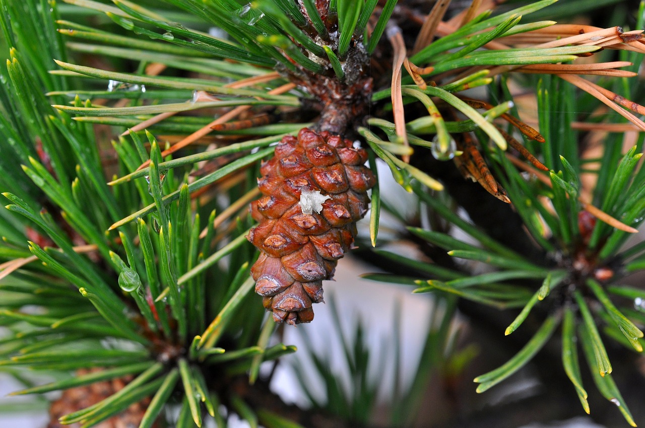 tap conifer pine free photo