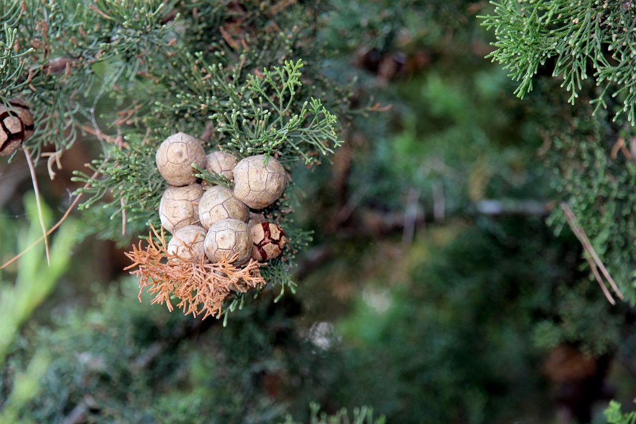 tap conifer nature free photo