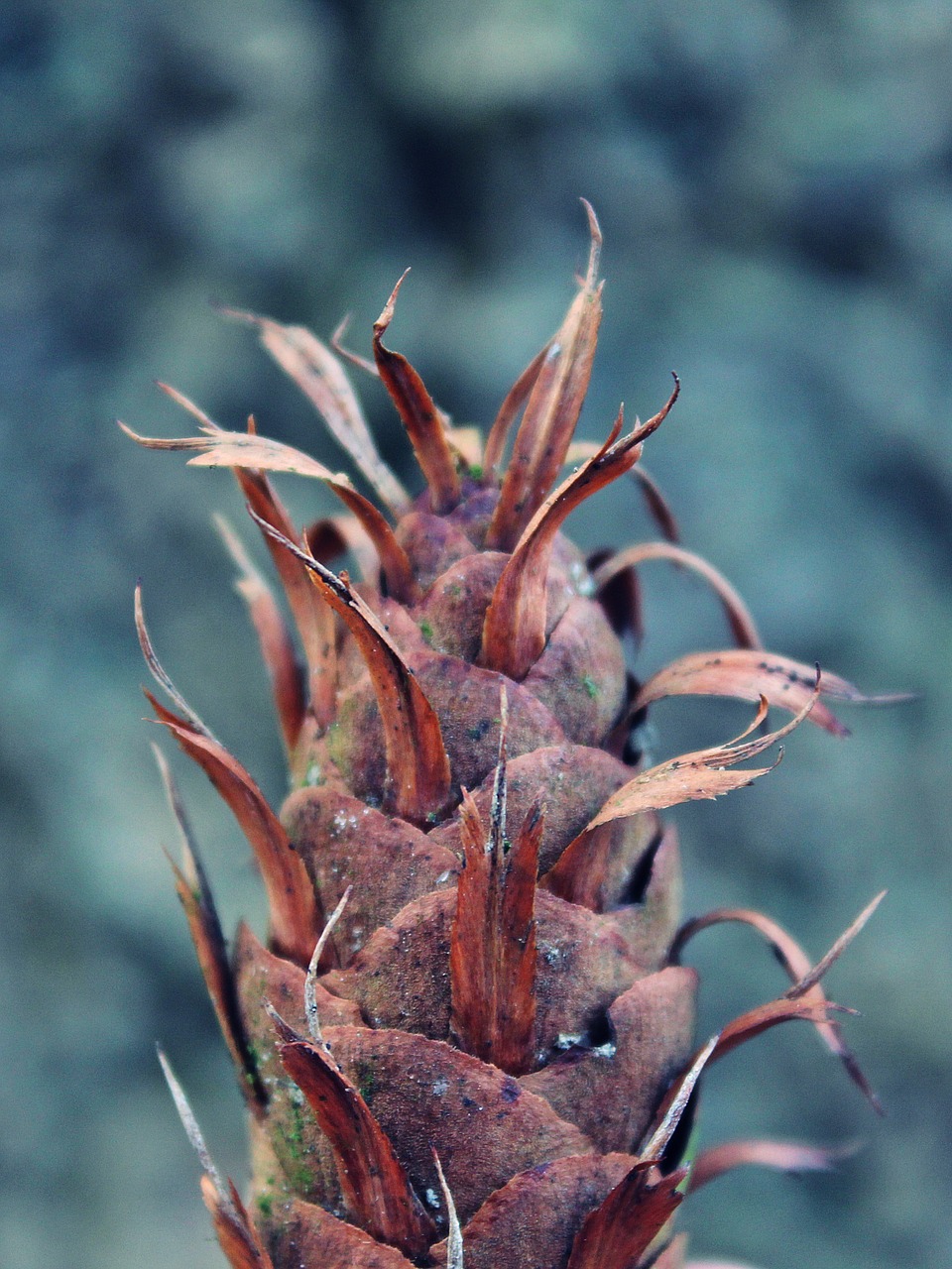 tap tree cones plant free photo