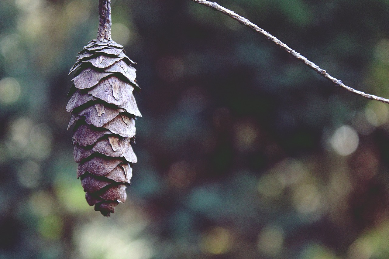 tap branch nature free photo