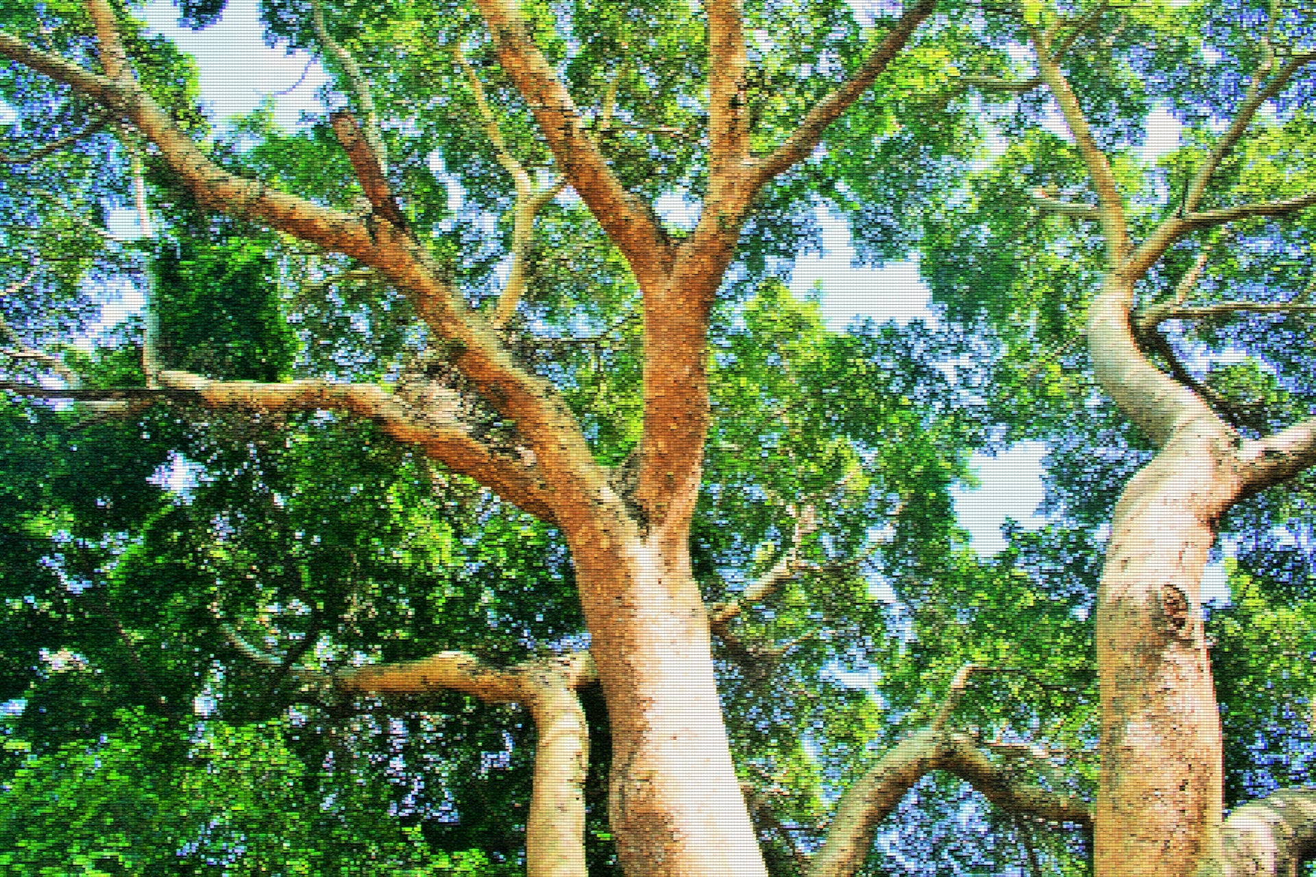 tree branches foliage free photo