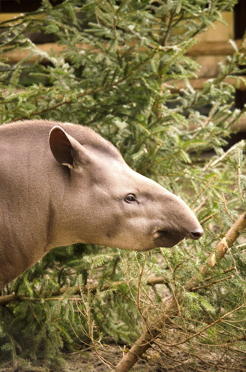 tapir animal mammal free photo
