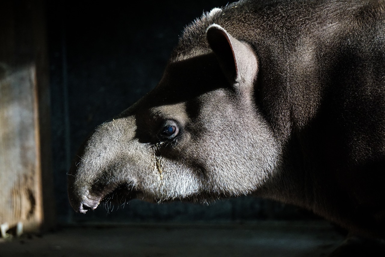 tapir zoo animal free photo