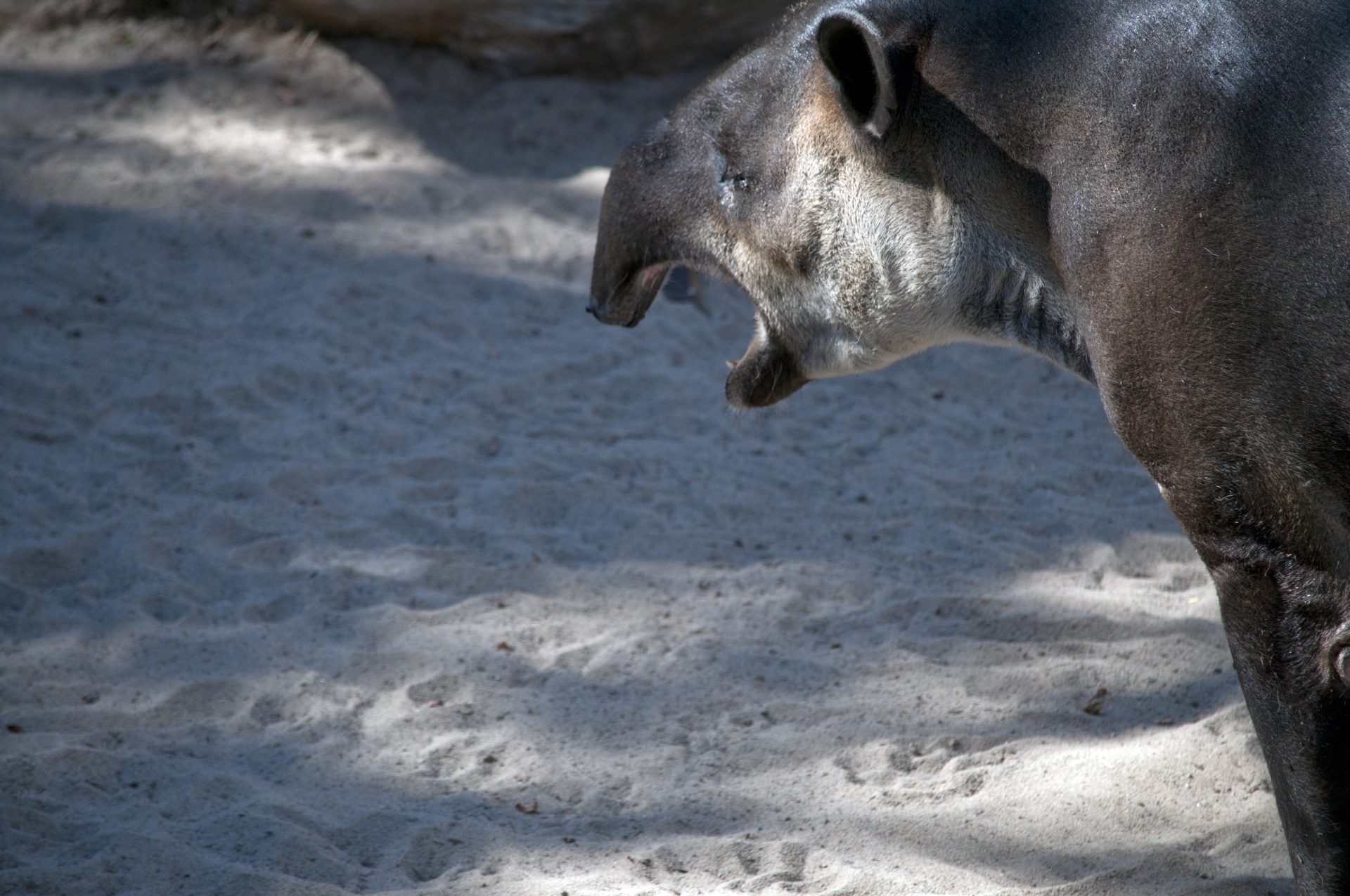 tapir tapirs mammal free photo