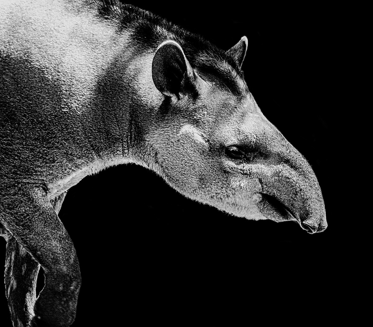 tapir black white free photo