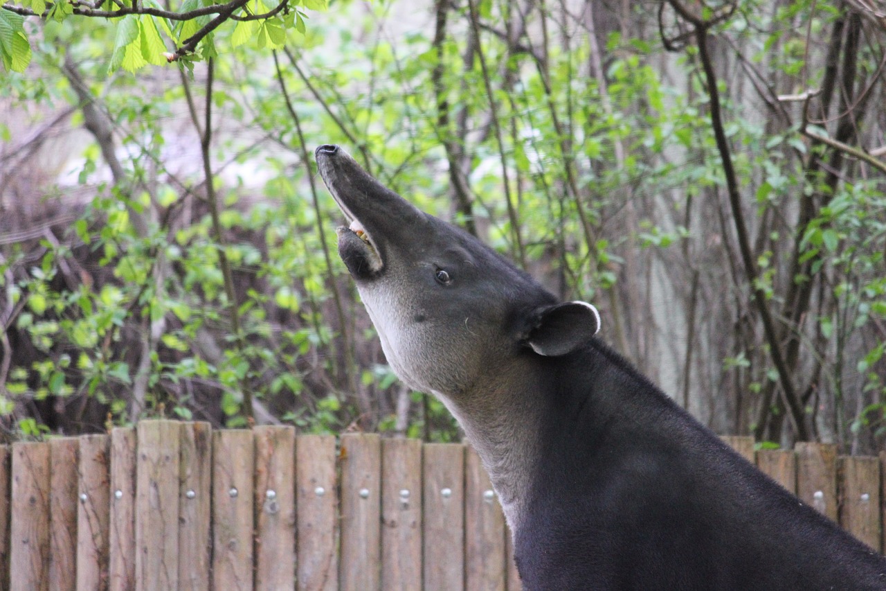 tapir zoo mammal free photo