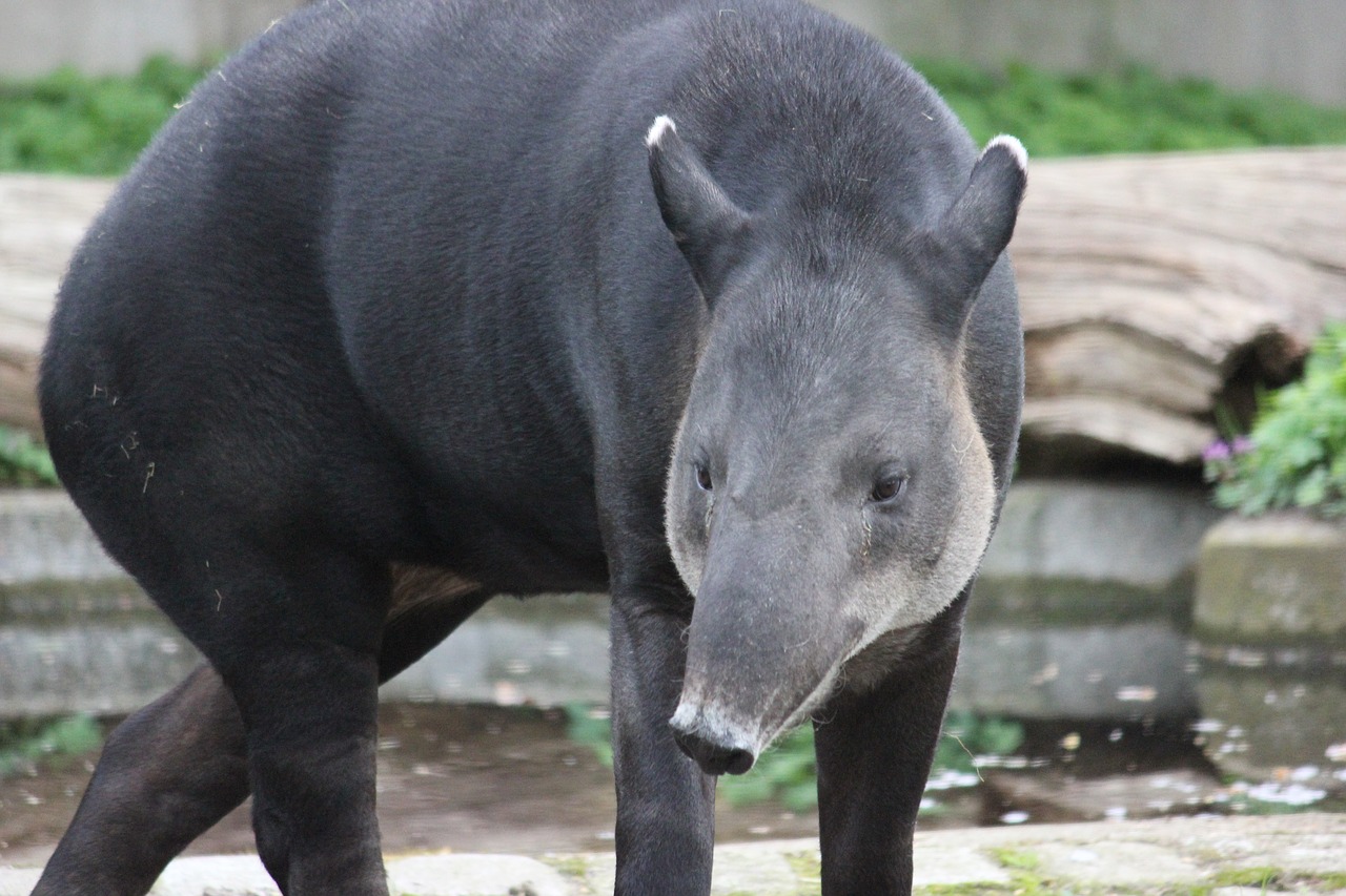 tapir zoo mammal free photo