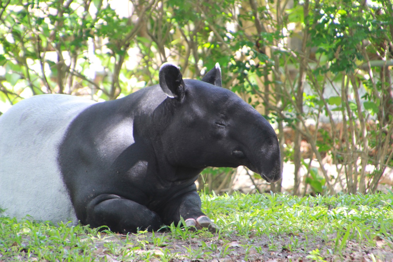 tapir animal tapirus free photo