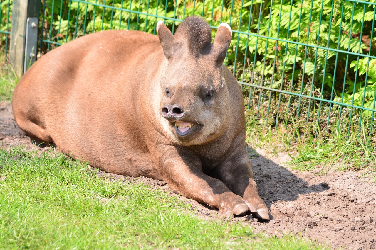 tapir cumbersome proboscis free photo