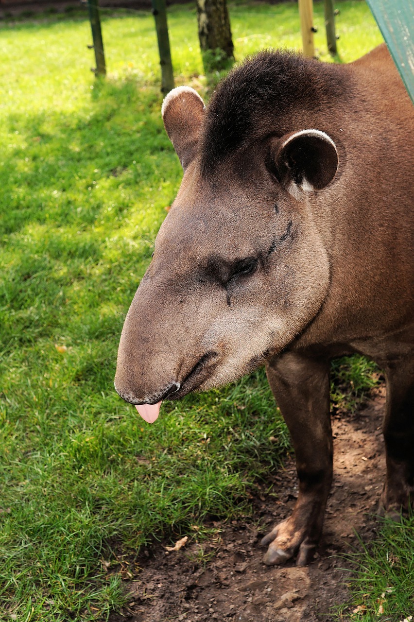 tapir mammal perissodactyla free photo