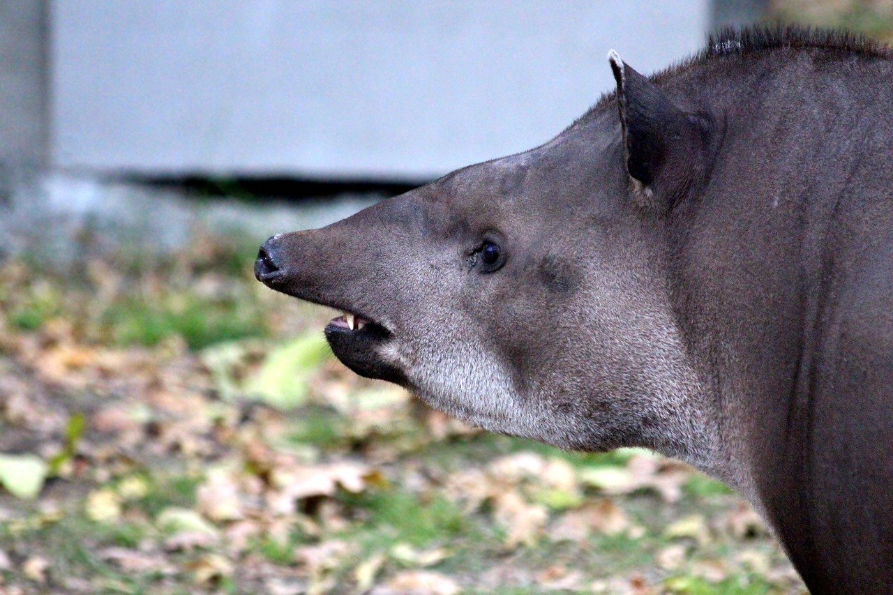 tapir  animal  later free photo