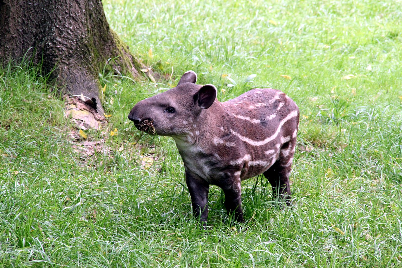 tapir  herbivore  zoo free photo