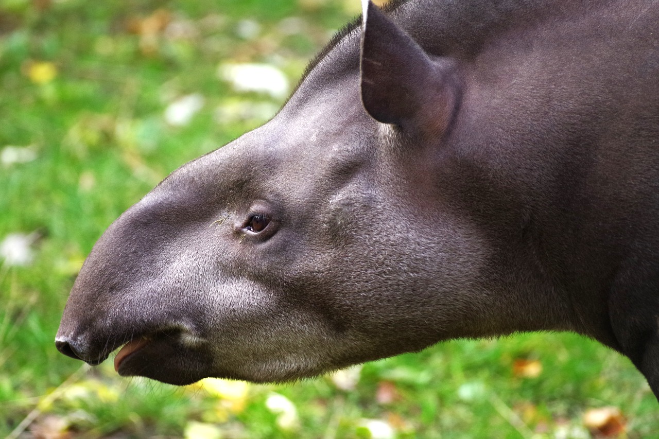 tapir  proboscis  mammal free photo