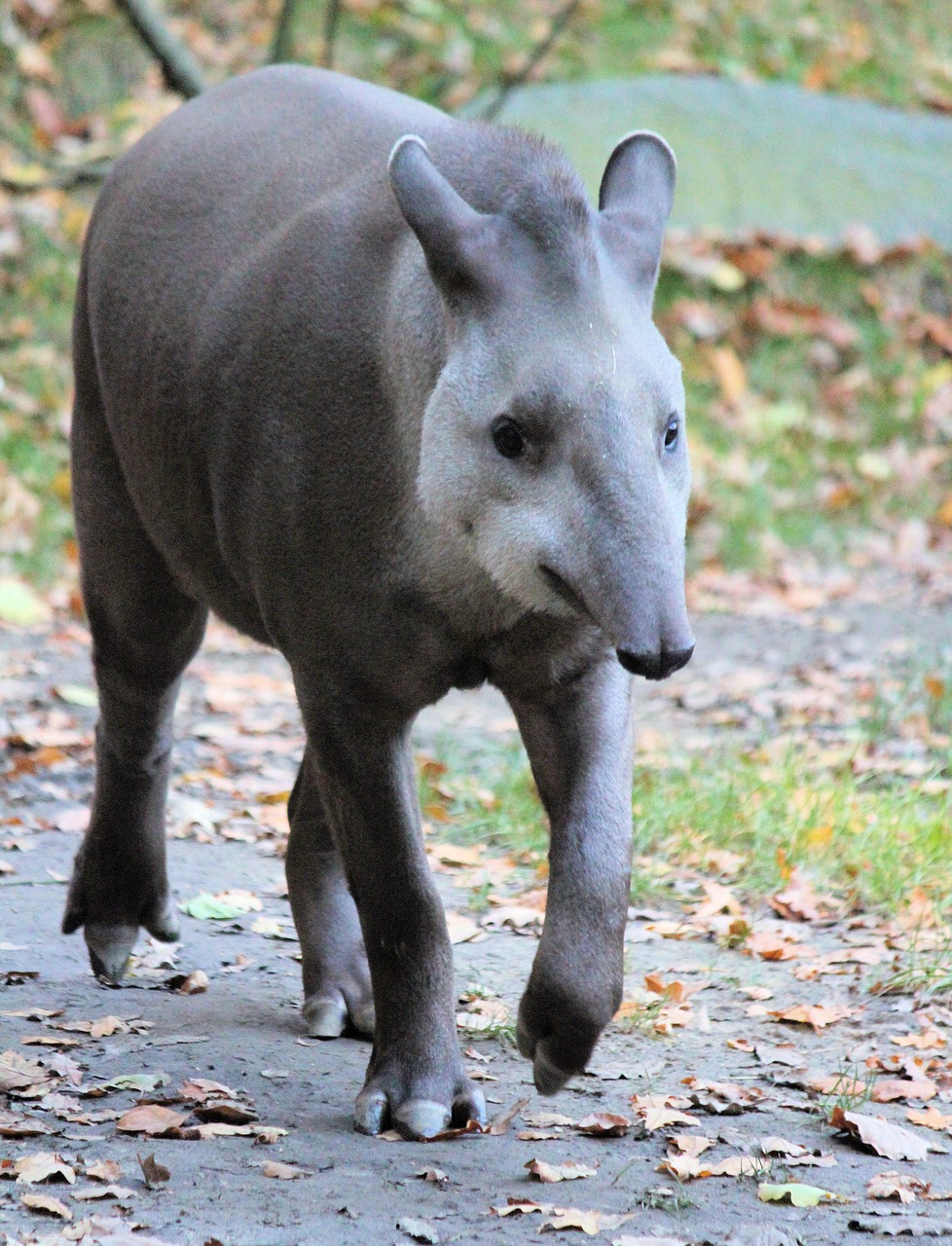 tapir  the south american  lichokopytník free photo