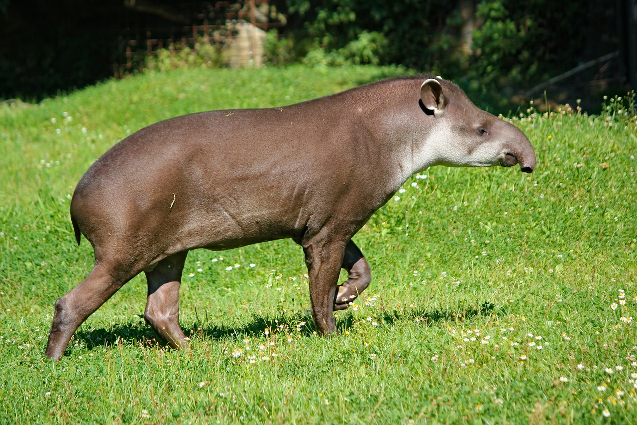 tapir  the south american  animal free photo