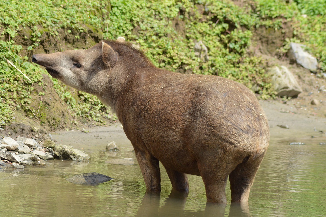 tapir  animal  water free photo