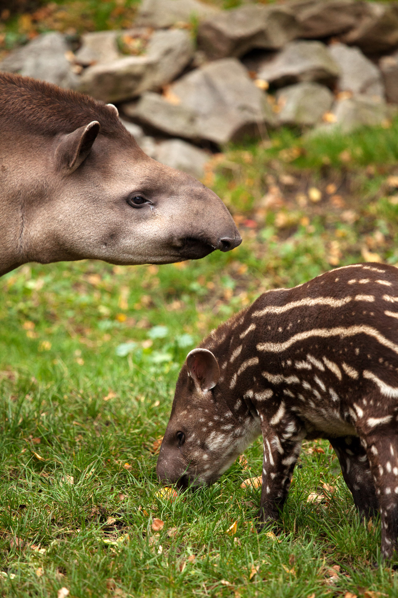 animal baby brown free photo