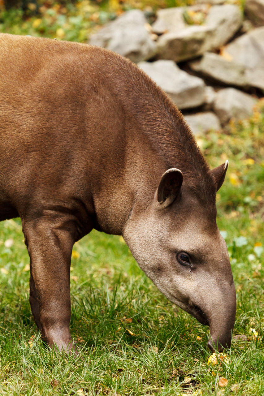 animal brazilian brown free photo