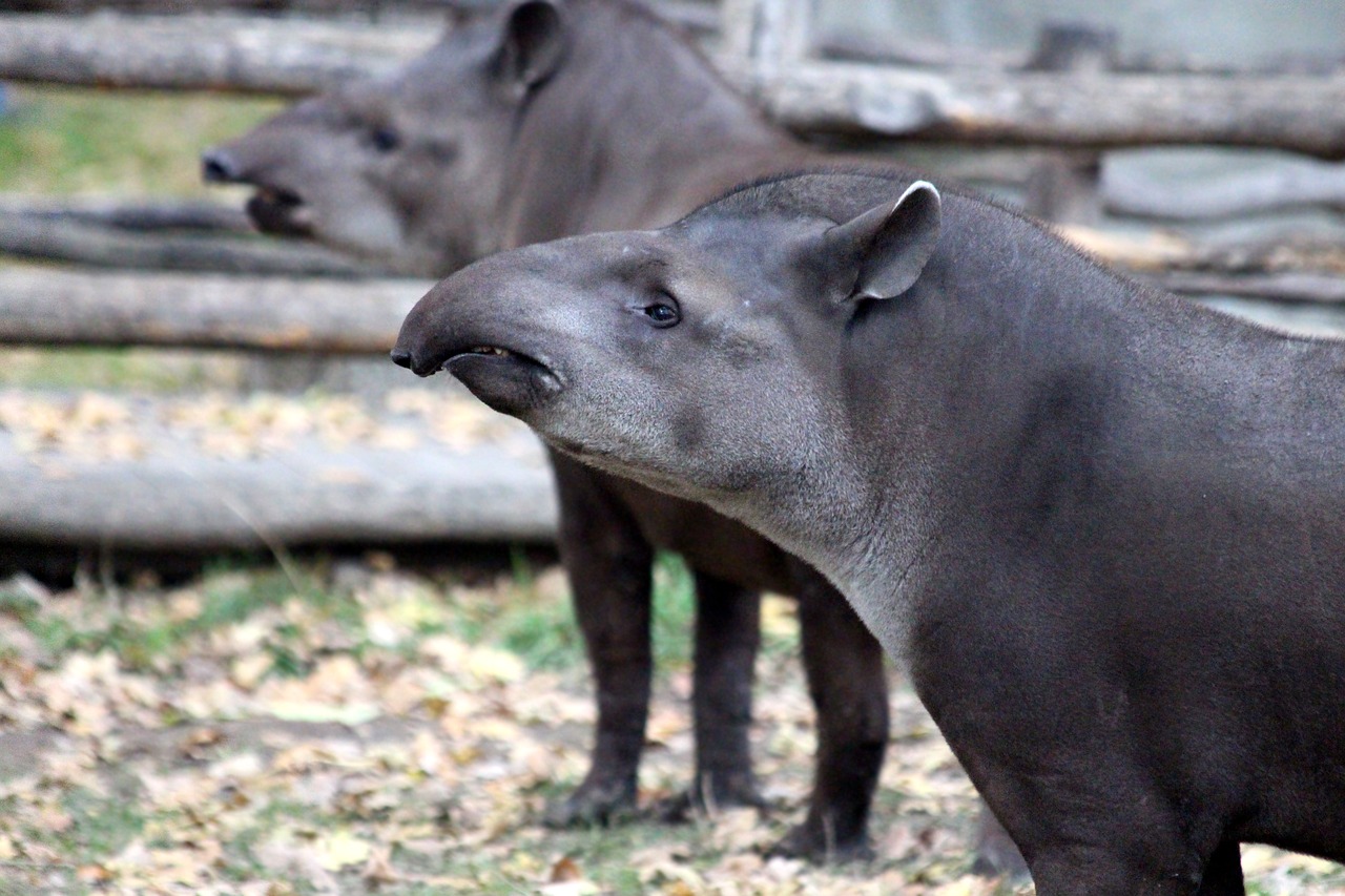 tapirs  animals  later free photo