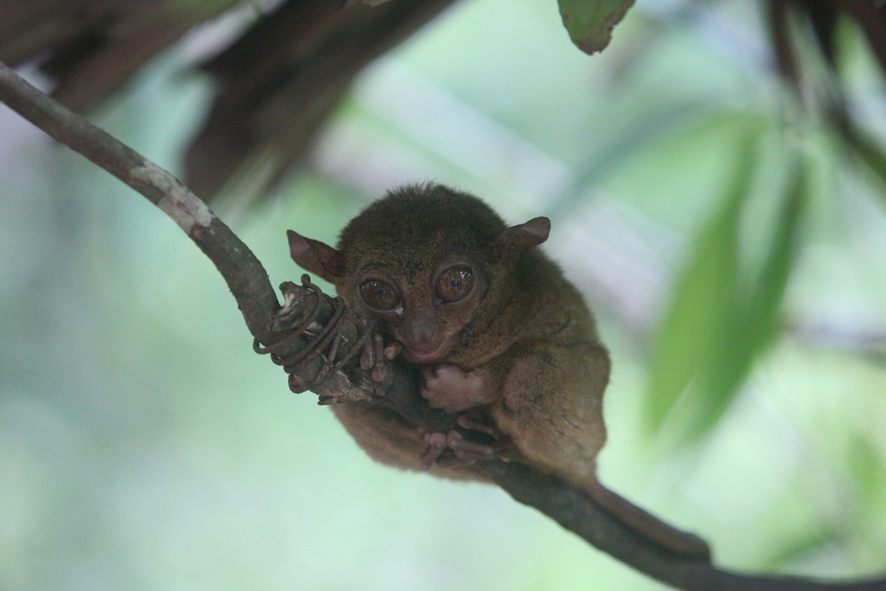 tar shea tar shea monkey tarsier free photo