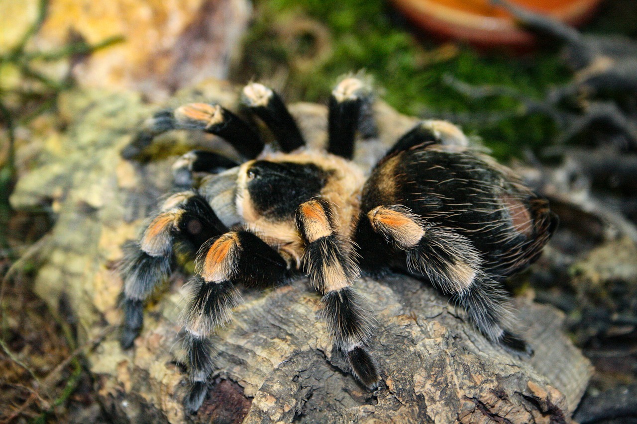 tarantula spider arachnophobia free photo