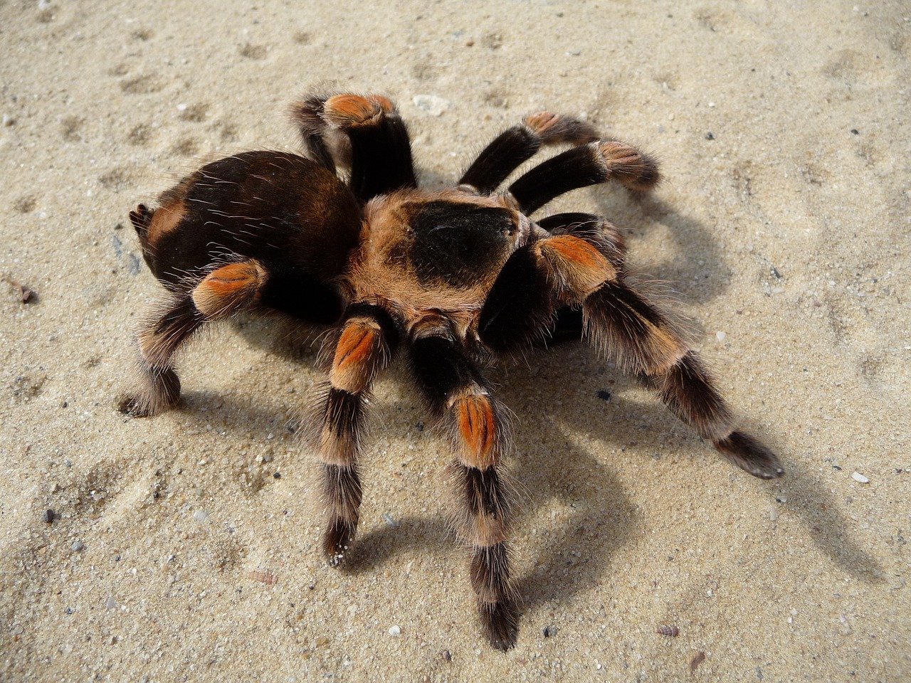 tarantula mexican red knee spider free photo