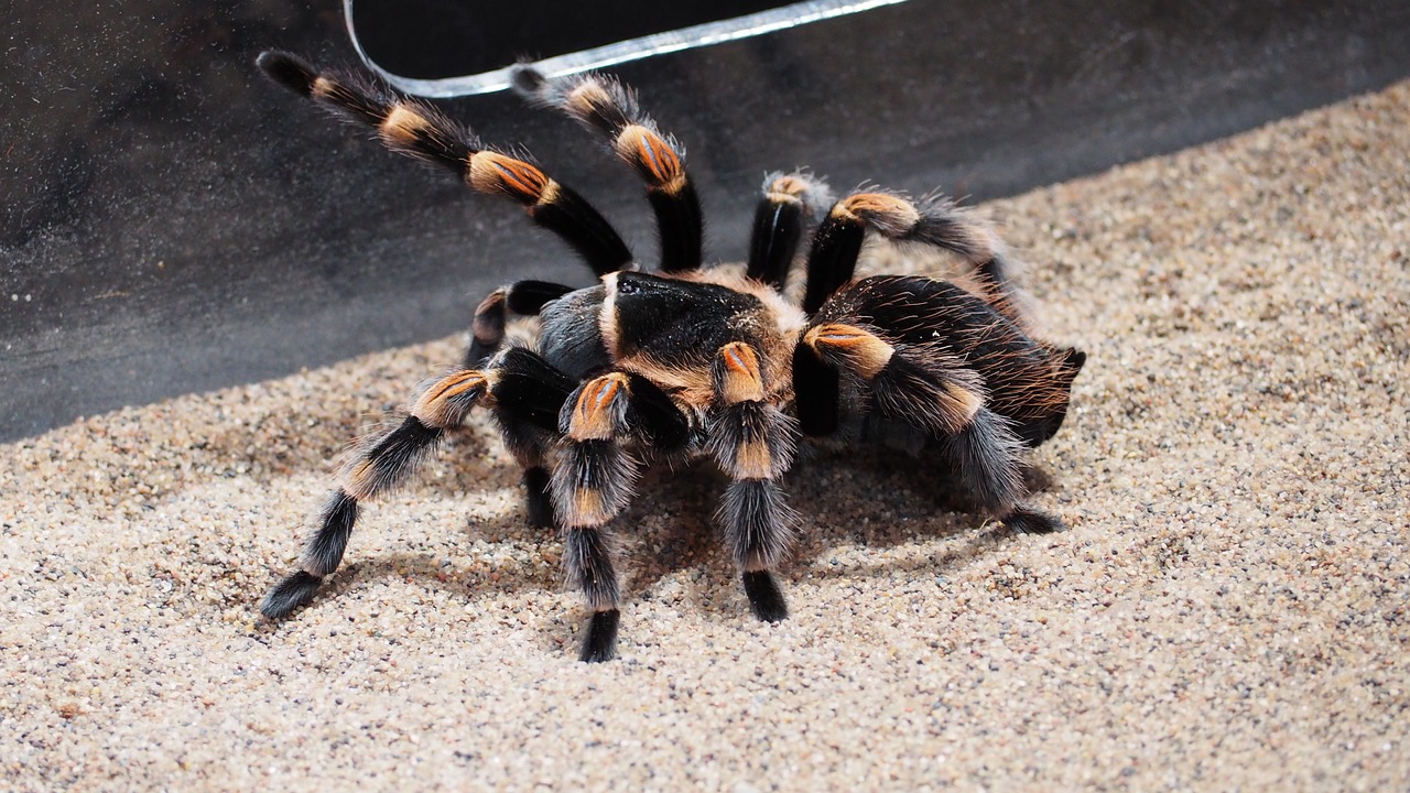 tarantula spider animal free photo