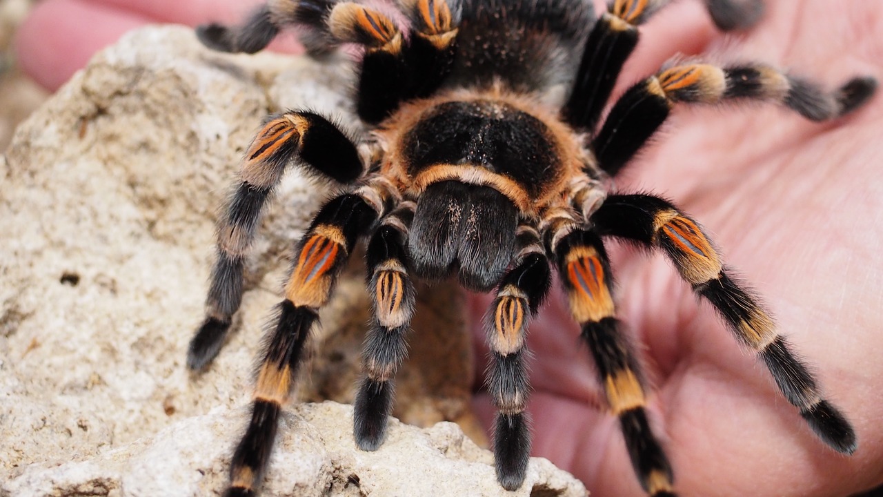 tarantula spider animal free photo