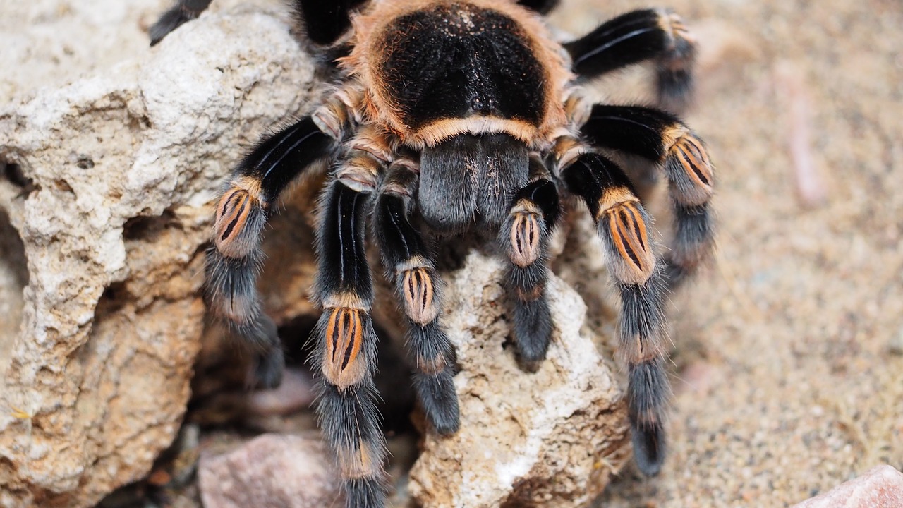 tarantula spider animal free photo