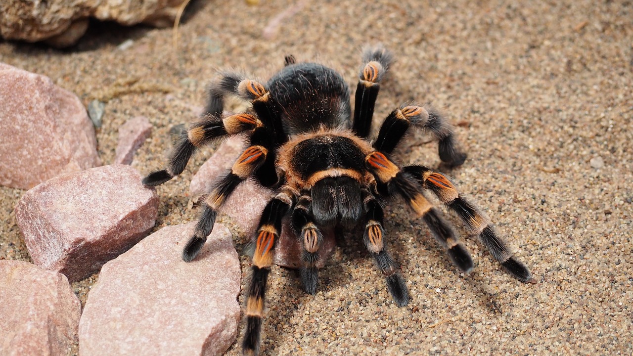 tarantula spider animal free photo