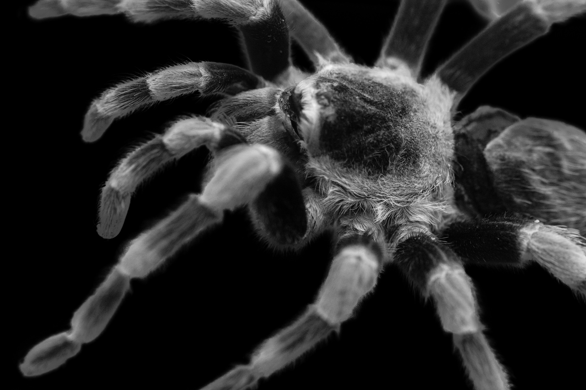 animal arachnid arachnophobia free photo