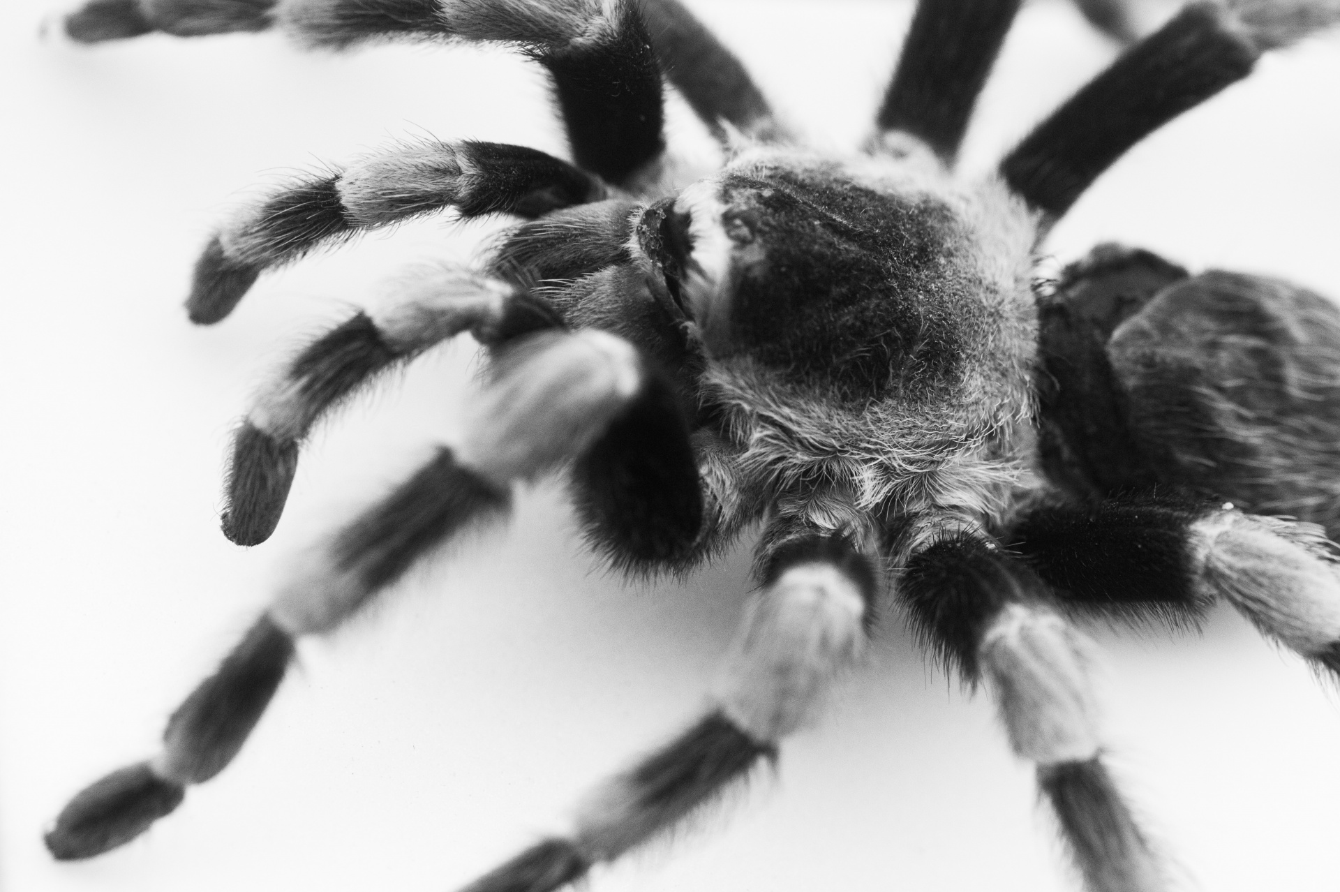 animal arachnid arachnophobia free photo