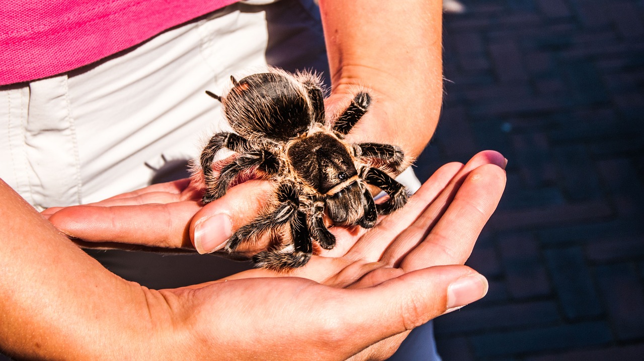 tarantula wolhaarspin animal free photo