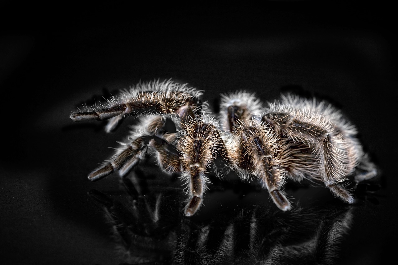 tarantula arachnophobisch spider free photo