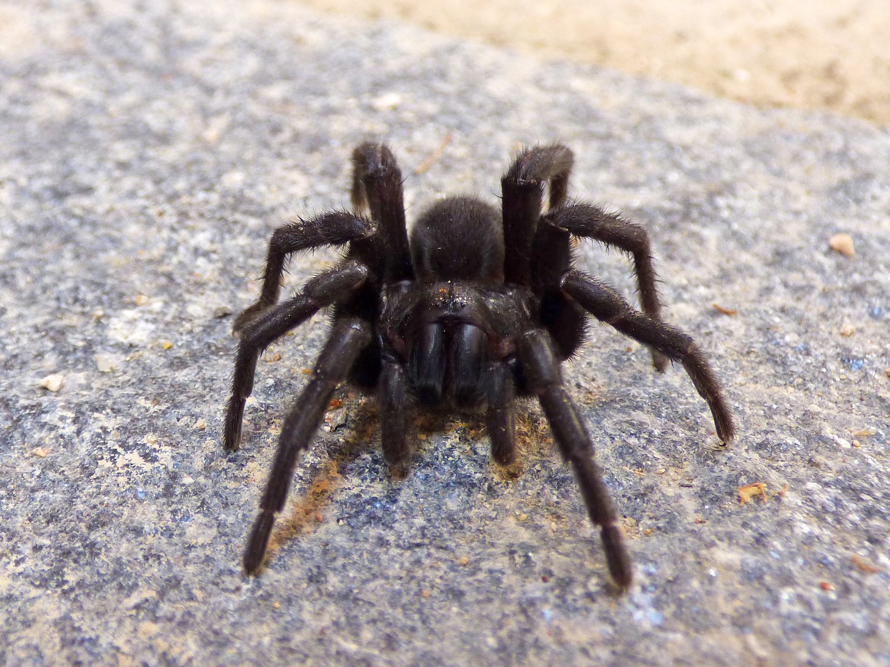 tarantula spider hairy spider free photo