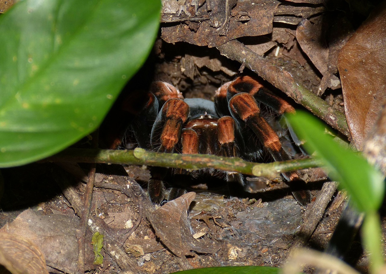 tarantula spider insect free photo