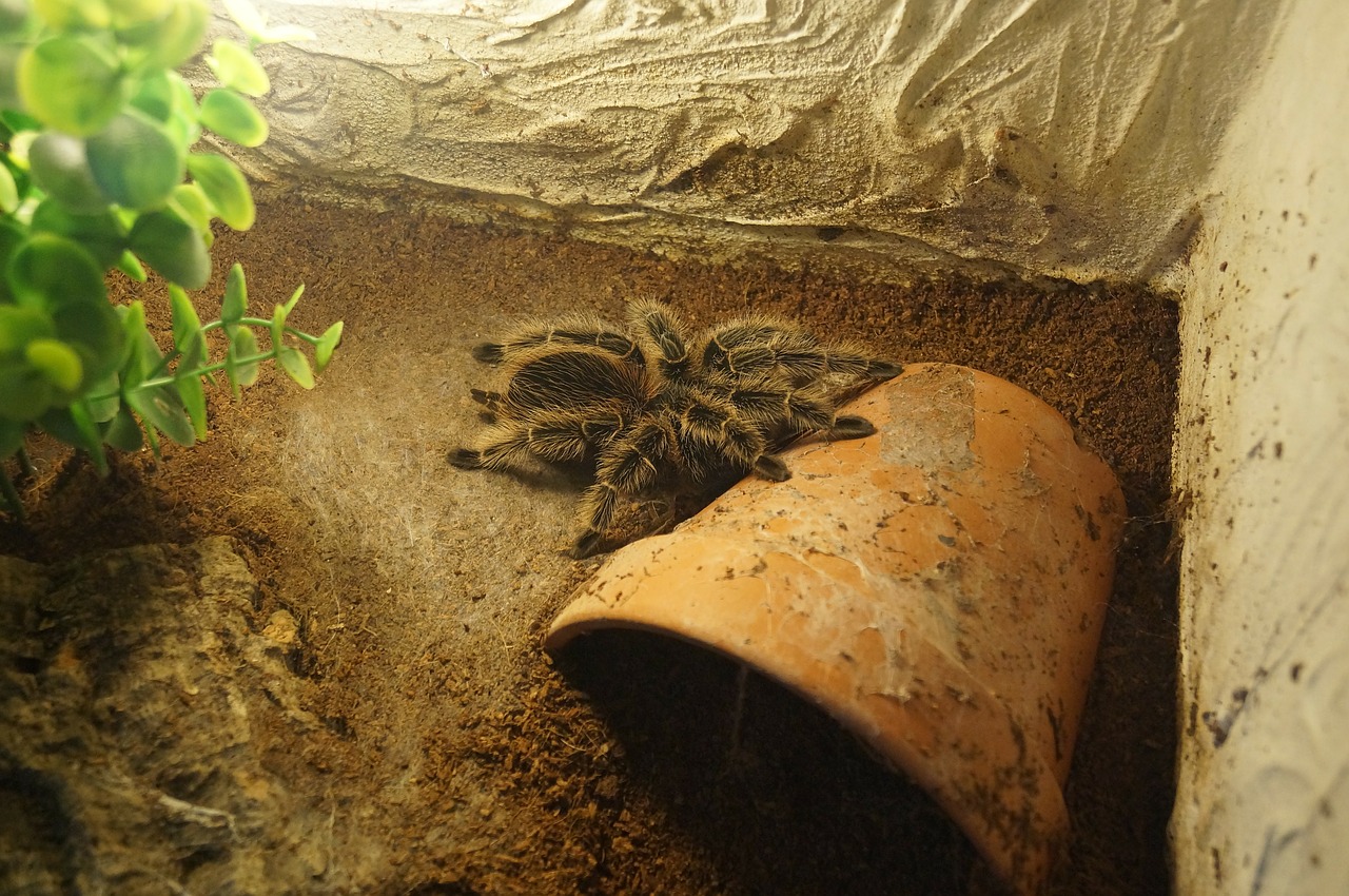 tarantula spider macro free photo