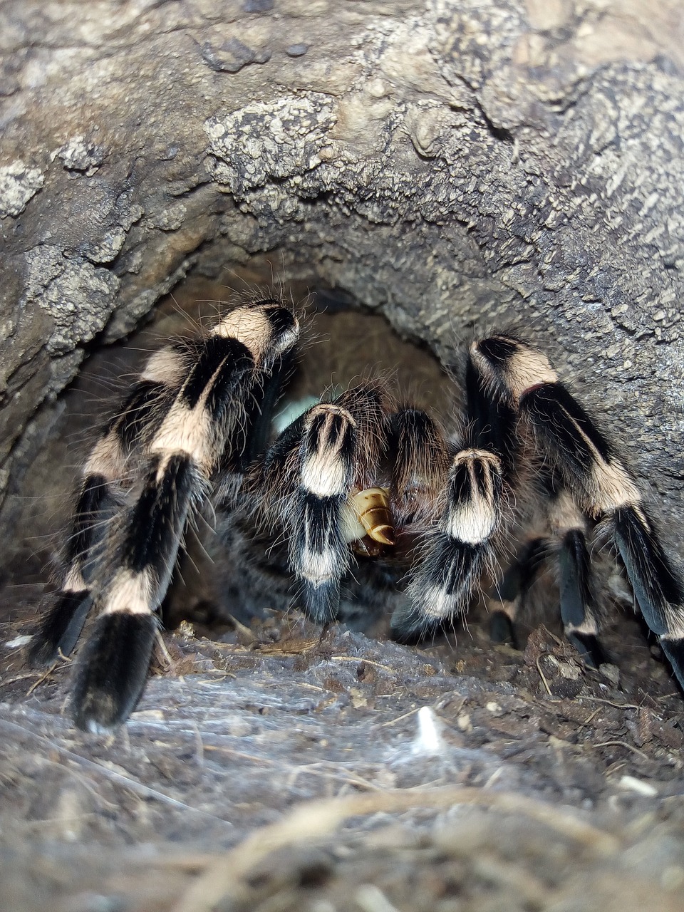 tarantula  eat  spin free photo