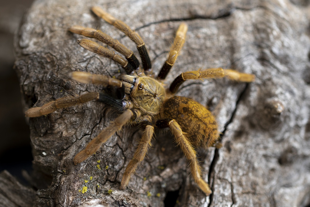 tarantula  spider  arachnid free photo