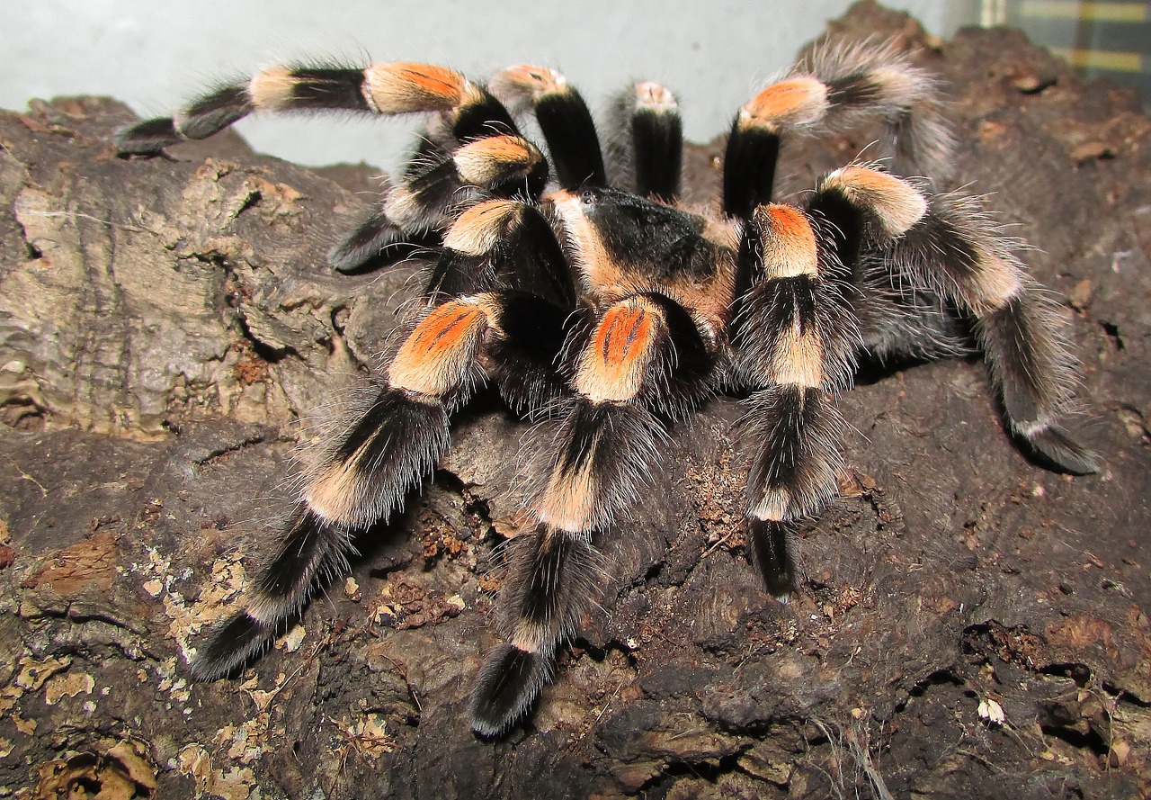 tarantula rotfußvogelspinne spider free photo