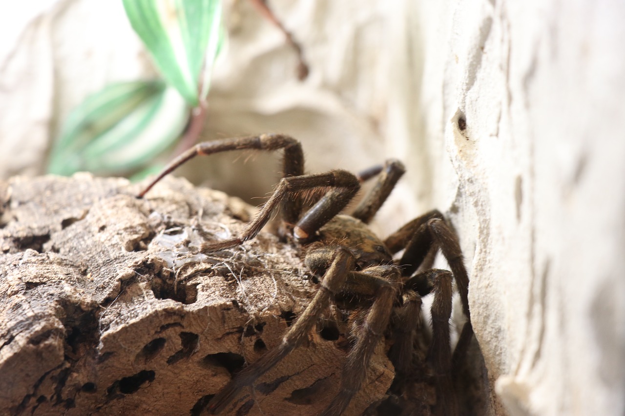 tarantula  spider  close up free photo