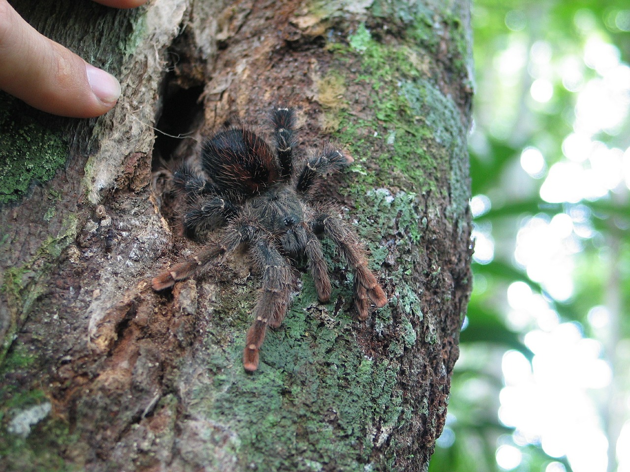 tarantula jungle insect free photo