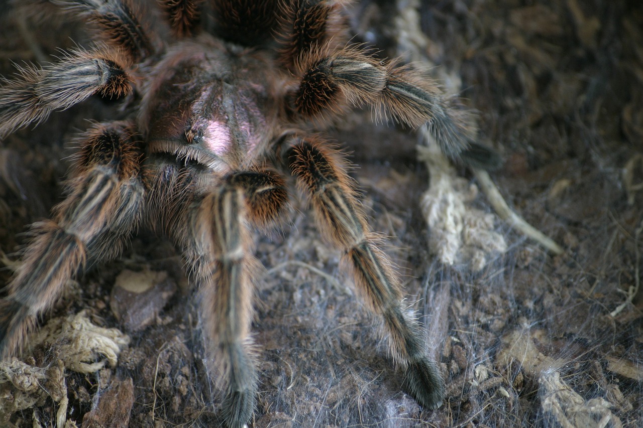 tarantula spider hairy free photo