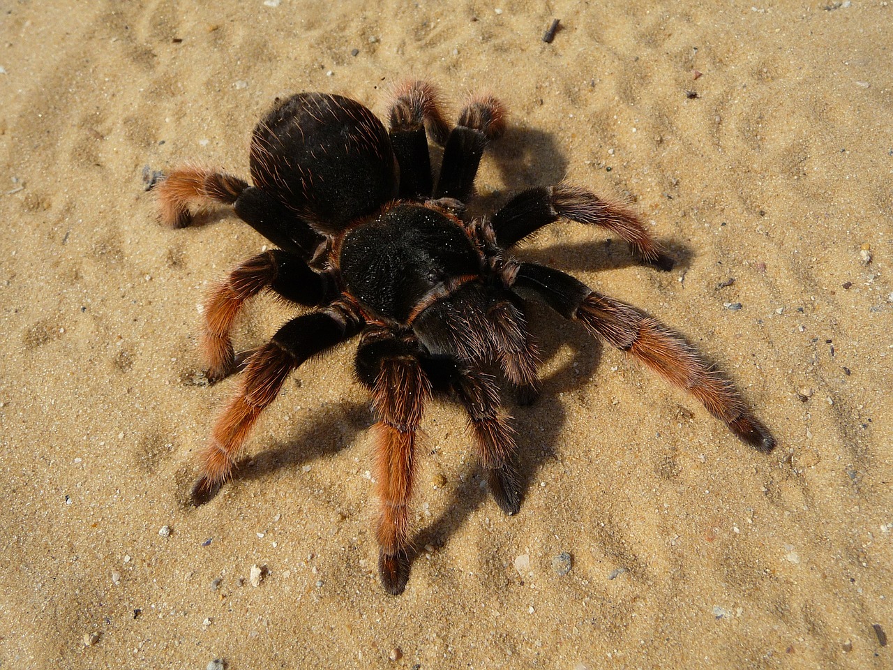 tarantula spider mexican pink free photo