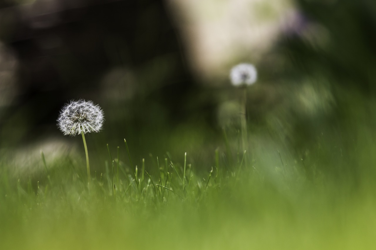 taraxacum dandelions green free photo