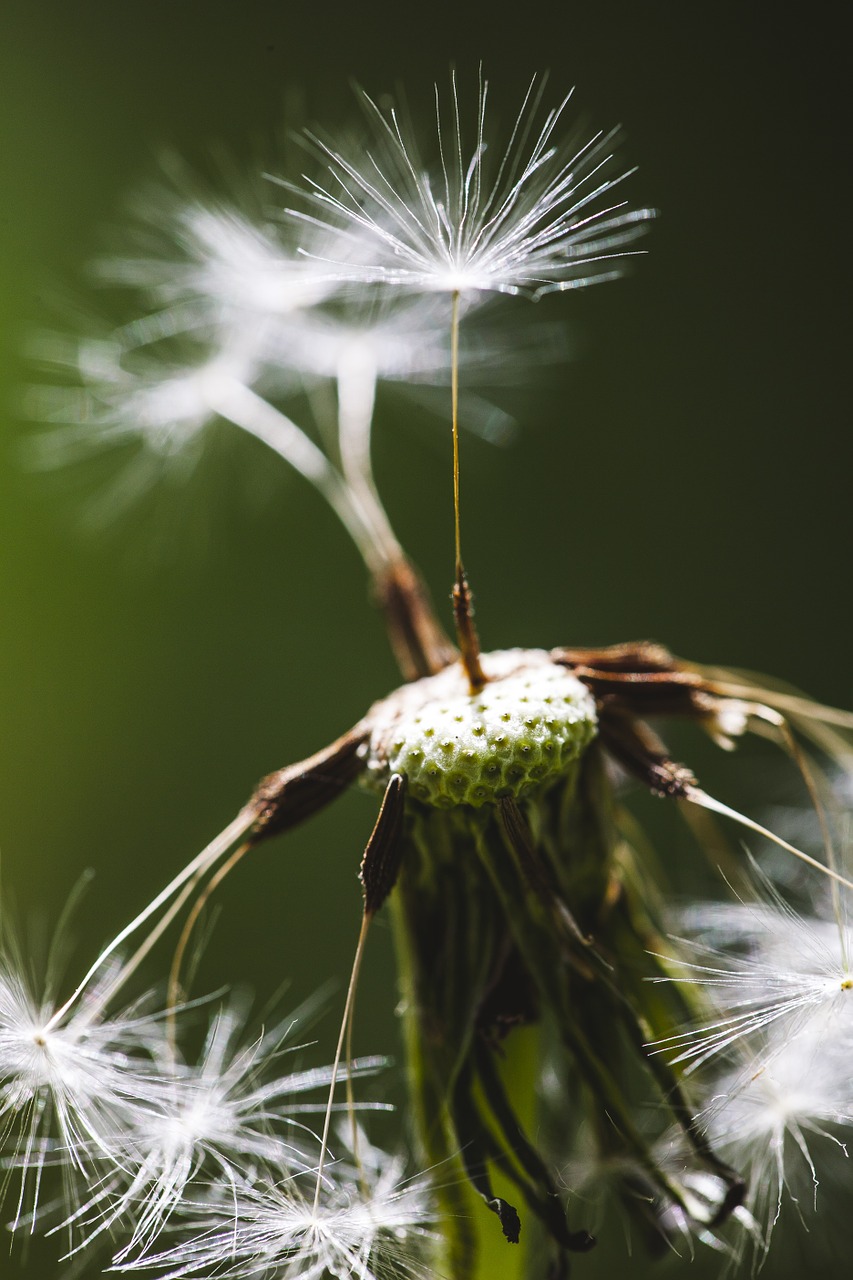 taraxacum dandelion seeds free photo