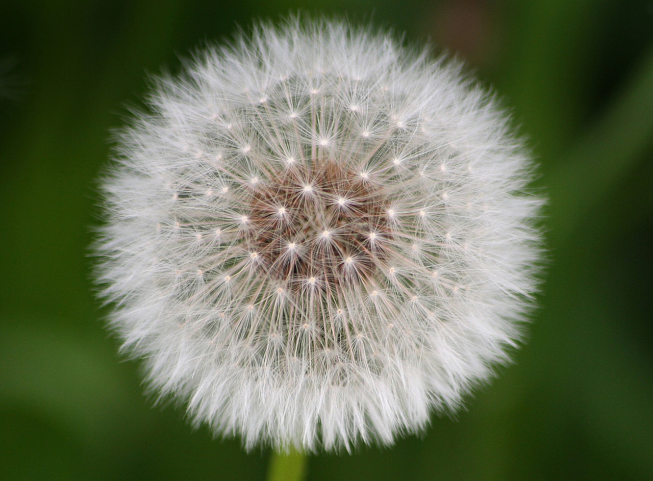 taraxacum flower plant free photo