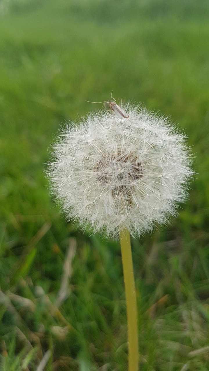 taraxacum  dandelion  puff flower free photo