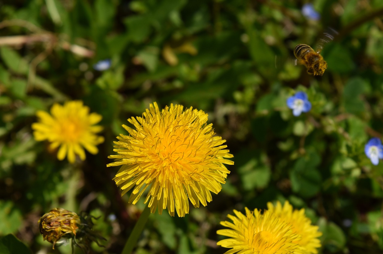 taraxacum officinale  bee  flower free photo