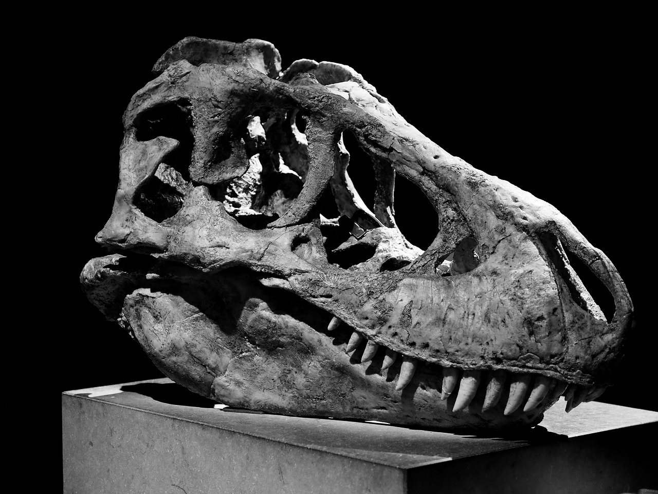 tarbosaurus dinosaur museum free photo